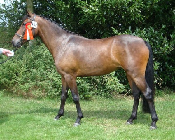 Zuchtstute Brummerhoeve's Viënna (New-Forest-Pony, 2005, von Major)