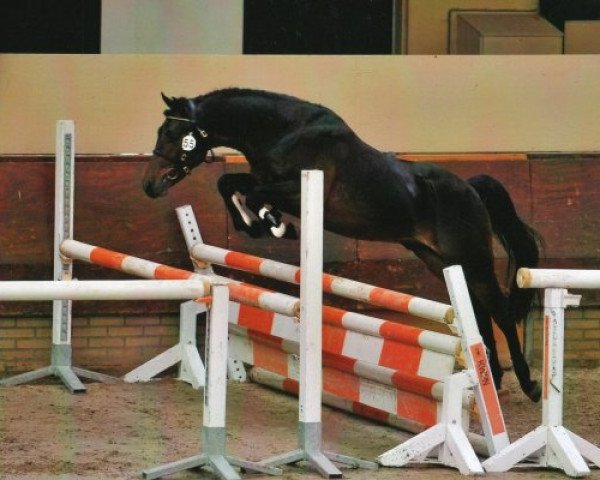 Pferd Brummerhoeve's Shopin (New-Forest-Pony, 2006, von Major)