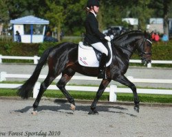 stallion Tunja's Eduard (New Forest Pony, 2004, from De Mensinghe's Rinaldo)