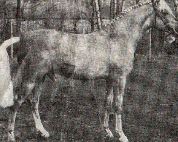 Pferd Jenny's Ringo (New-Forest-Pony, 1981, von Noordererf Chap)