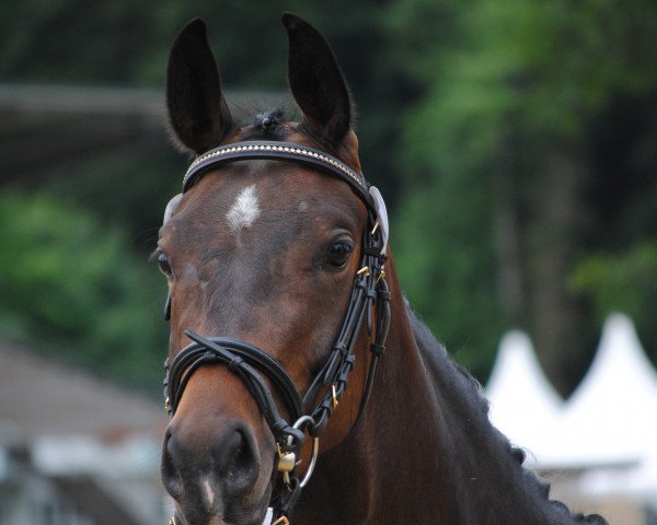 Springpferd Scarlett de Luxe CH (Schweizer Warmblut, 2010, von Stedinger)