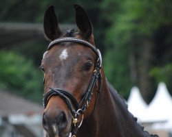 jumper Scarlett de Luxe CH (Swiss Warmblood, 2010, from Stedinger)