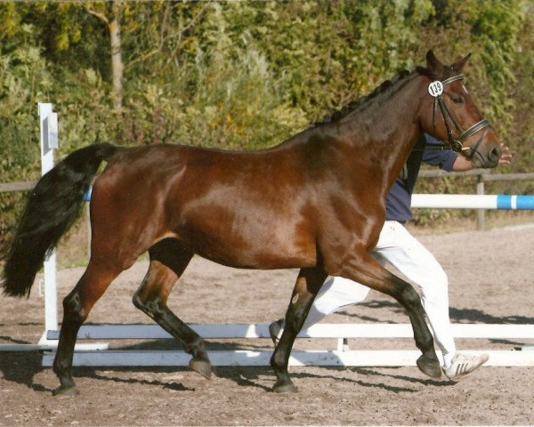 Zuchtstute Comtess (Württemberger, 1999, von Caletto III)
