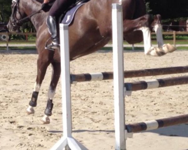Springpferd Conquistador d'Amour (Westfale, 2010, von Confidence 9)