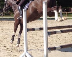 Springpferd Conquistador d'Amour (Westfale, 2010, von Confidence 9)