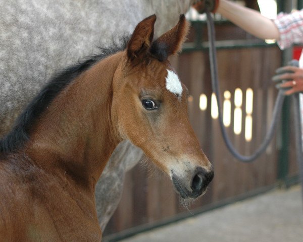 horse Tourinia (Holsteiner, 2014, from Toulon)