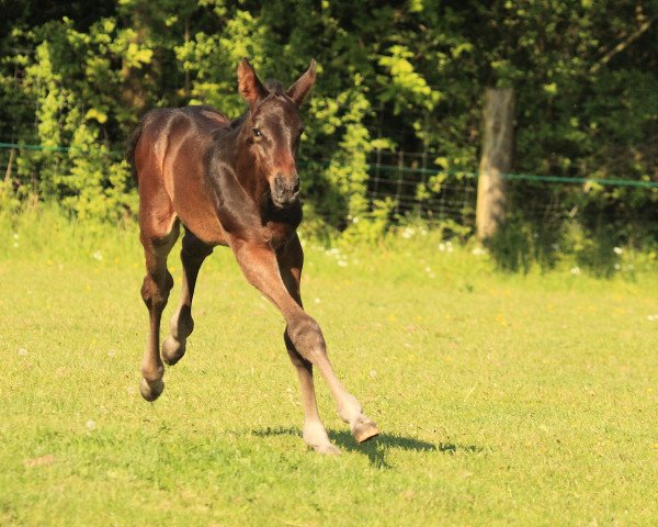Springpferd Naylan (Holsteiner, 2014, von Nabab de Rêve)