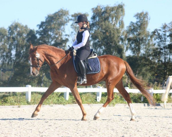 Springpferd Remino (Arabisches Halbblut / Partbred, 2010, von Remon AA)