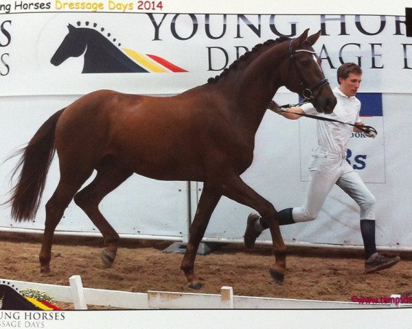 horse Jonnerhall (Oldenburg, 2012, from Glock's Johnson Tn)