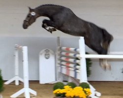 stallion Comme Fleur (Holsteiner, 2011, from Calido I)
