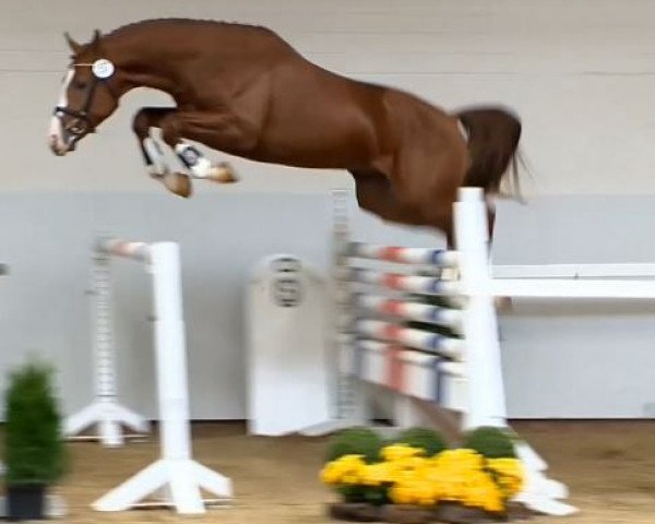 Pferd Hengst von Lordanos (Hannoveraner, 2012, von Lordanos)
