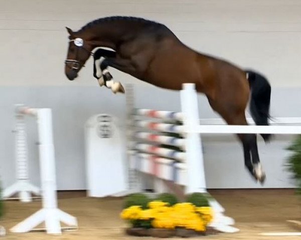 jumper Lohengrin 92 (Oldenburg show jumper, 2011, from Lord Pezi)