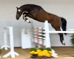 jumper Lohengrin 92 (Oldenburg show jumper, 2011, from Lord Pezi)