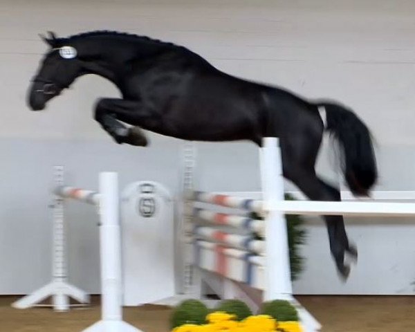 horse Hengst von Valentino (Hanoverian, 2012, from Valentino)