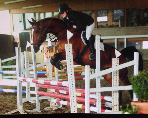 broodmare Samy Joe (Hanoverian, 2004, from San Brasil)