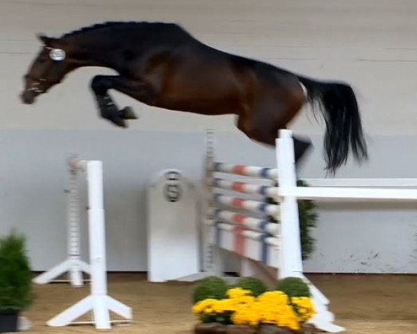 jumper Silvertops Nuntius (Oldenburg show jumper, 2012, from Numero Uno)