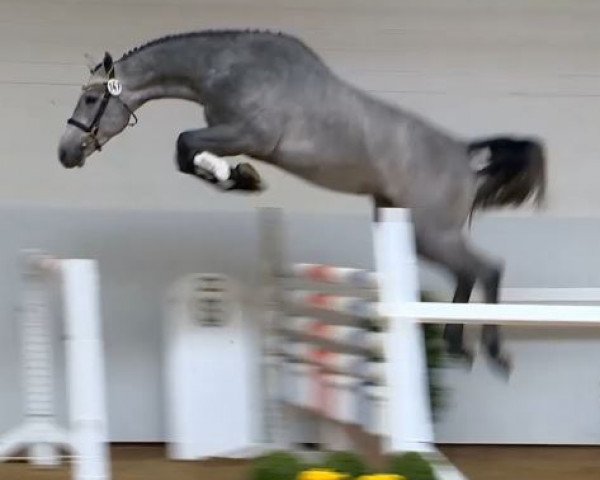jumper Castiello (Holsteiner, 2012, from Cardino)