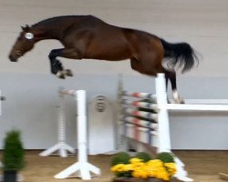 jumper Moulon vd Burkelslag (Belgian Warmblood, 2012, from Toulon)