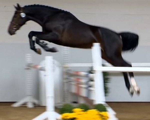 jumper Homer van T&L Z (Zangersheide riding horse, 2012, from Houston)