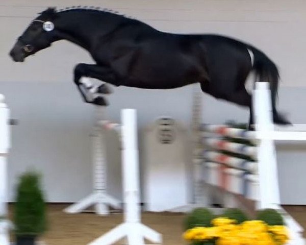 jumper Zazou d'Alêne (Oldenburg show jumper, 2012, from Zento)