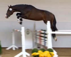 jumper Semper Filius (Oldenburg show jumper, 2012, from Semper Fi)