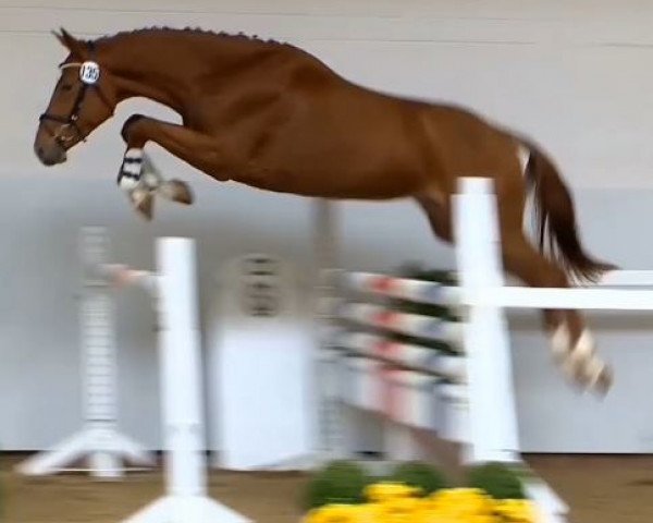 Springpferd Quitendro (Holsteiner, 2012, von Quidam de Revel)