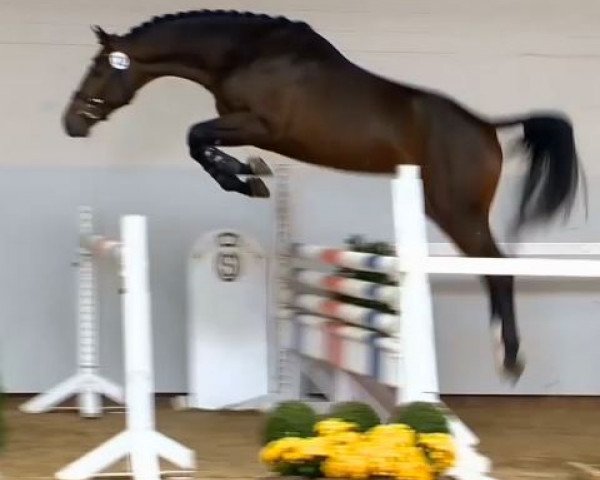 horse Hengst von Lyjanero (Oldenburg show jumper, 2012, from Lyjanero)