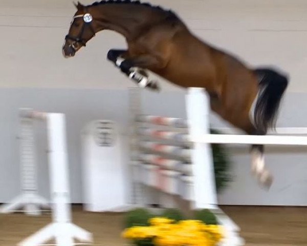 jumper Lyjanero (Oldenburg, 2012, from Lyjanero)