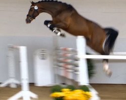 jumper Lyjanero (Oldenburg, 2012, from Lyjanero)