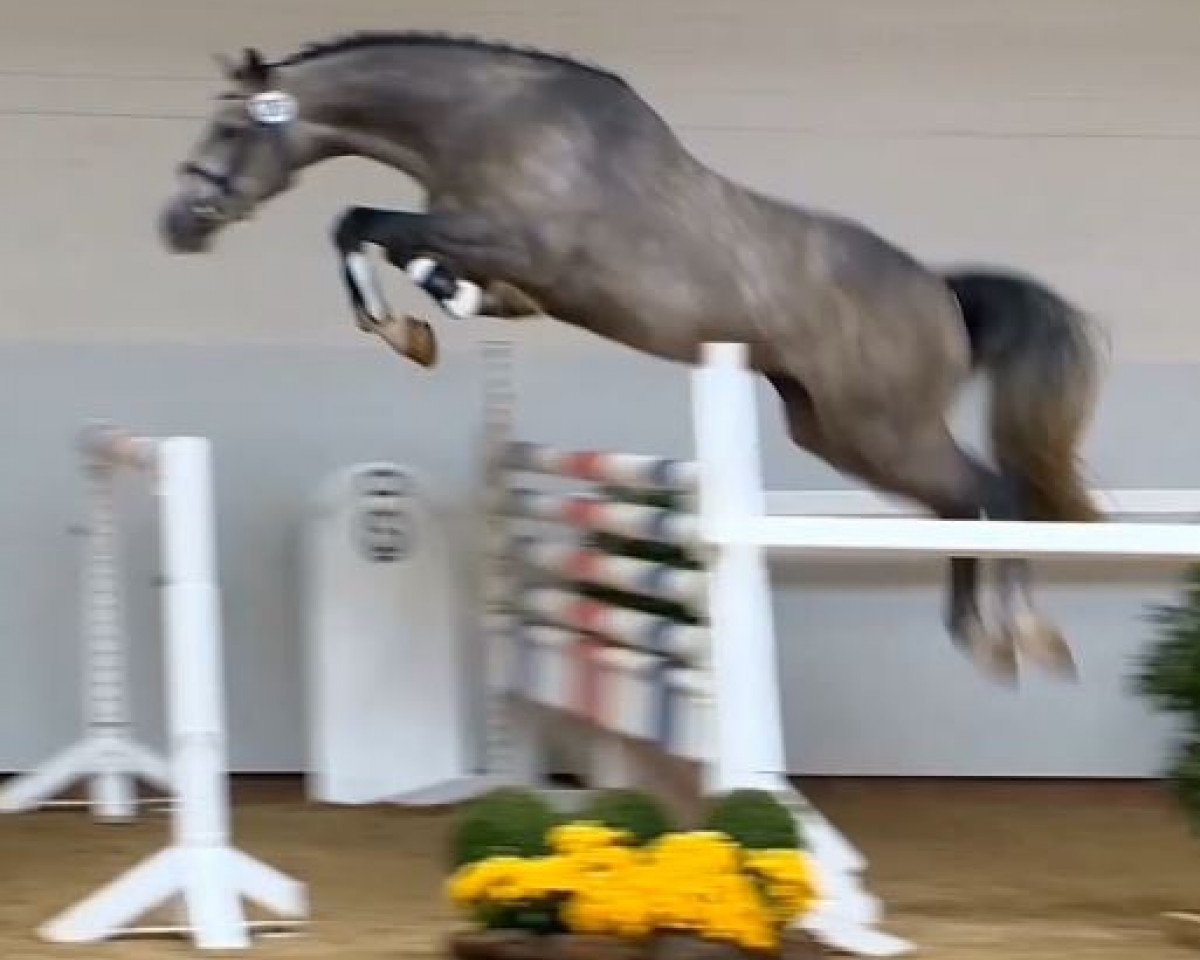 horse Hengst von Corrado I (Holsteiner, 2011, from Corrado I)