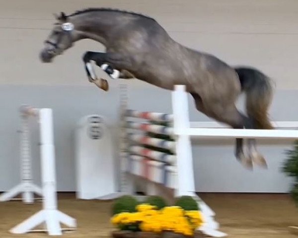 horse Hengst von Corrado I (Holsteiner, 2011, from Corrado I)