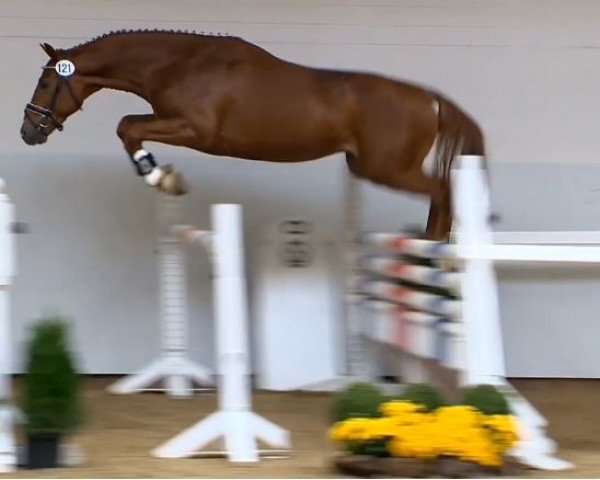 horse Checker 65 (Hanoverian, 2012, from Check In 2)