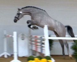 jumper Calido Du Lys (Oldenburg show jumper, 2012, from Calido I)