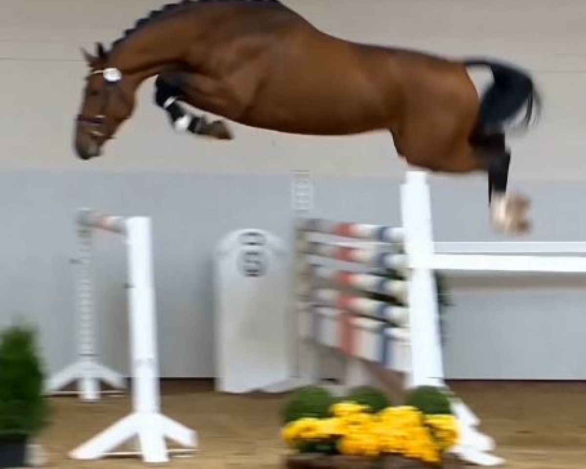 Deckhengst Actender (Oldenburger Springpferd, 2012, von Action-Breaker)
