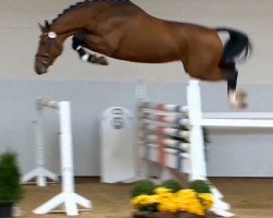 Deckhengst Actender (Oldenburger Springpferd, 2012, von Action-Breaker)