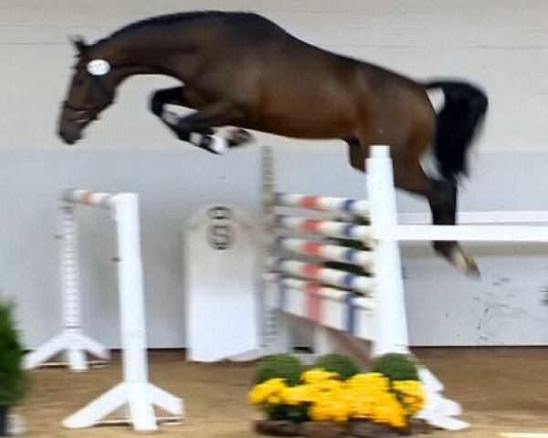 Springpferd Torrausch (Oldenburger Springpferd, 2012, von Tornesch)