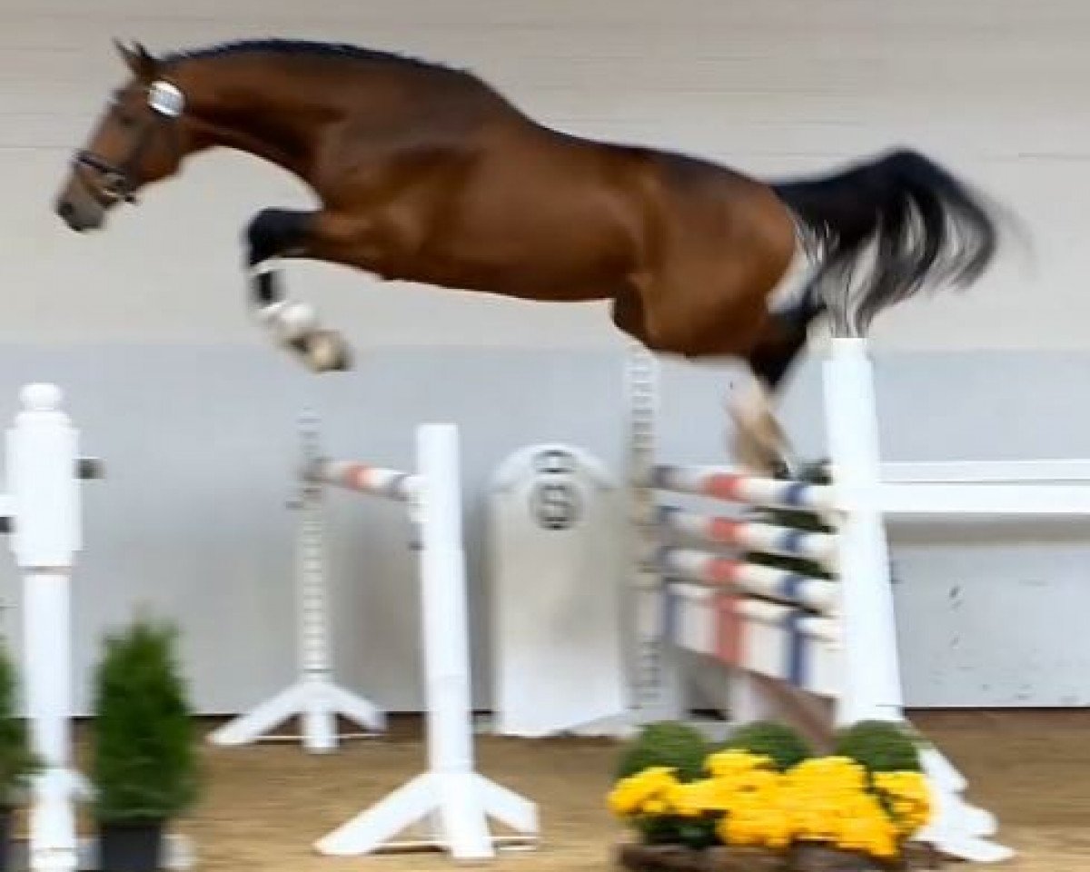 jumper Quadrion (Oldenburg, 2012, from Quadros 3)