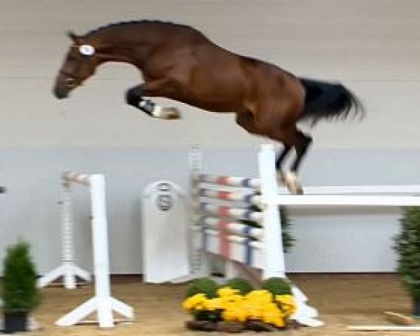 jumper Cornetinus (Hanoverian, 2012, from Cornet’s Balou)