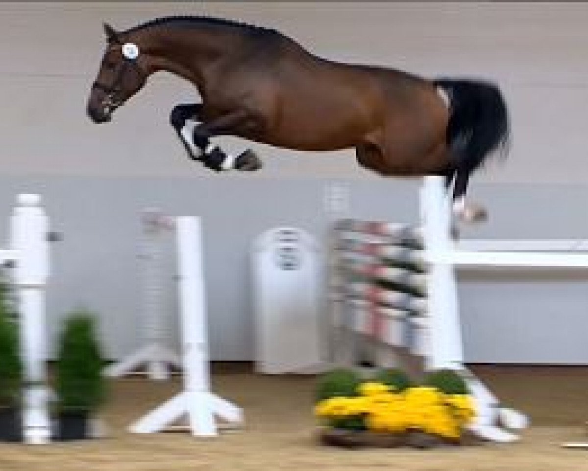 horse Lightfull (Oldenburg show jumper, 2012, from Los Angeles)