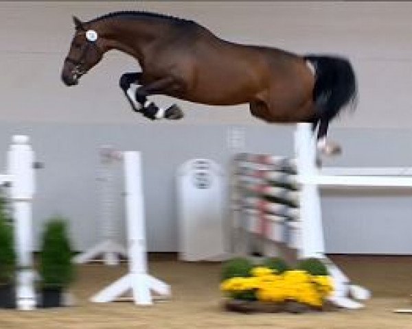 horse Lightfull (Oldenburg show jumper, 2012, from Los Angeles)
