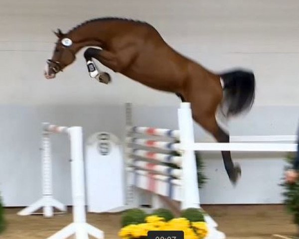 jumper Casino As (Oldenburg, 2012, from Casino Berlin OLD)