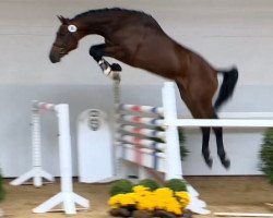 jumper Hummer (Holsteiner, 2012, from Casall Ask)
