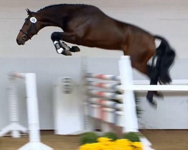Springpferd Coman 3 (Holsteiner, 2012, von Cantoblanco)