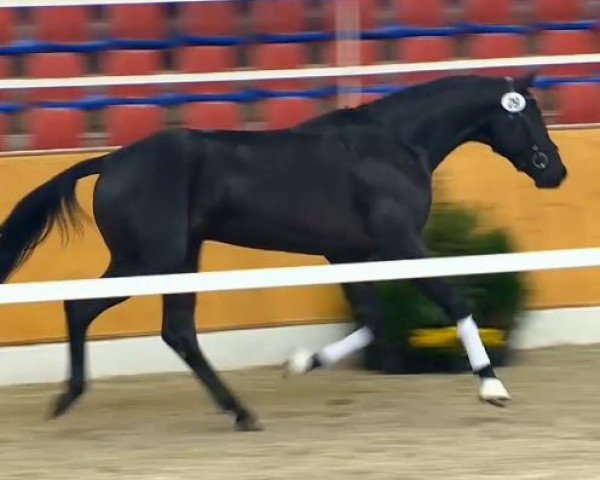 horse Hengst von San Amour I (Oldenburg, 2012, from San Amour I)