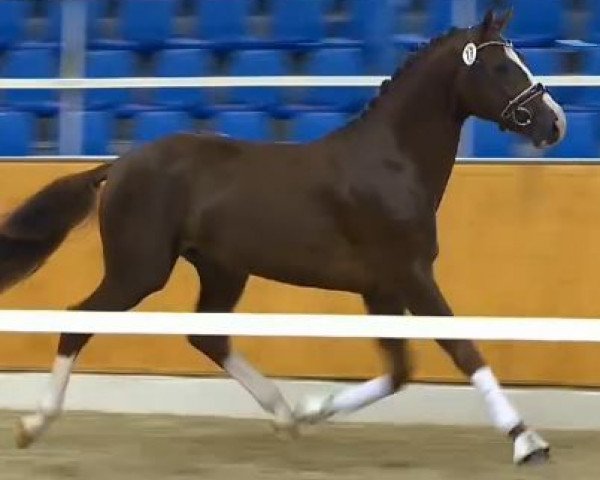 horse Fahrenhorst 45 (Oldenburg, 2012, from Franziskus FRH)