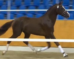 horse Fahrenhorst 45 (Oldenburg, 2012, from Franziskus FRH)