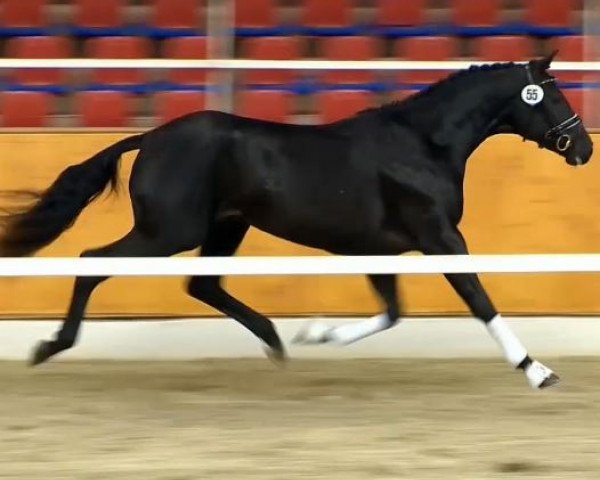 horse Hengst von Detroit / Florestan I (Oldenburg, 2012, from Detroit)