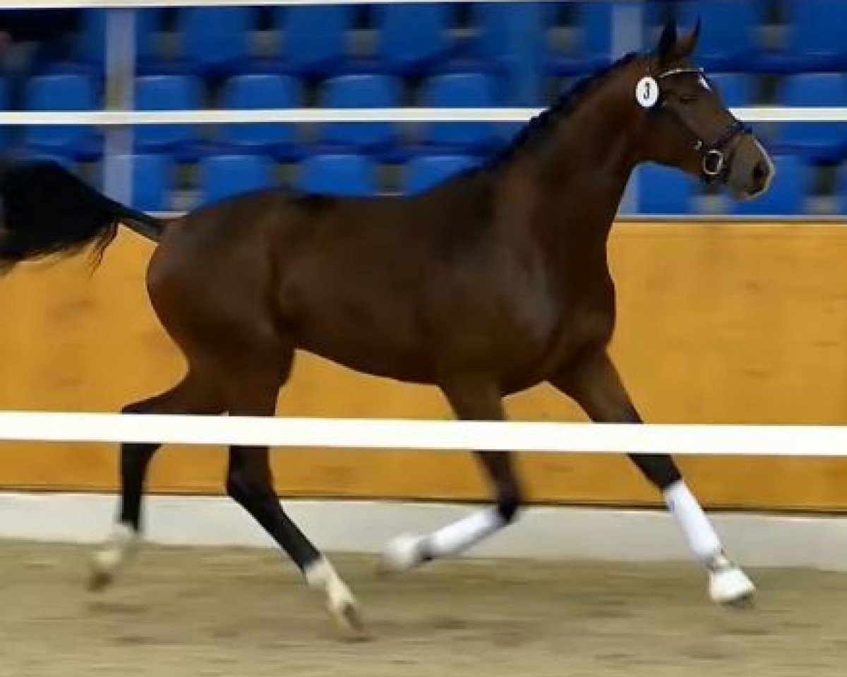 dressage horse Bianchello (Oldenburg, 2012, from Bordeaux 28)