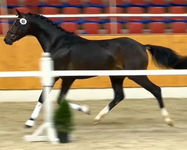 dressage horse Beaulissimo (Oldenburg, 2011, from Belissimo NRW)