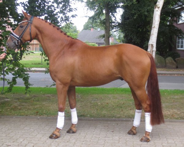 horse Wallach von Perigueux (Hanoverian, 2007, from Perigueux)